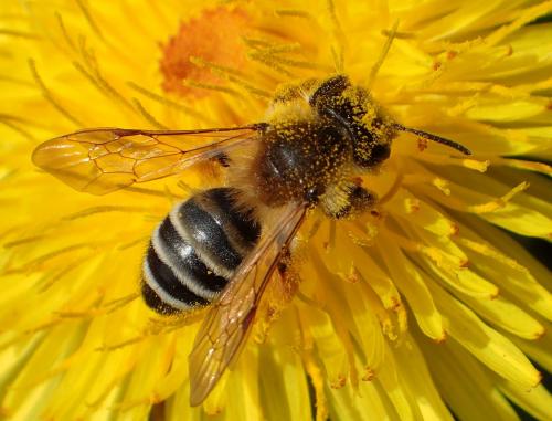 Andrena gravida